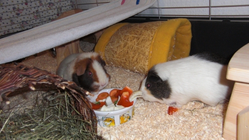 rileyuschigemsecimg4377