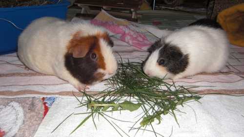 rileyuschigrncimg4476