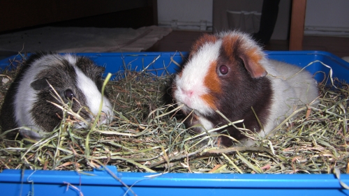 rileyuschischalecimg4423